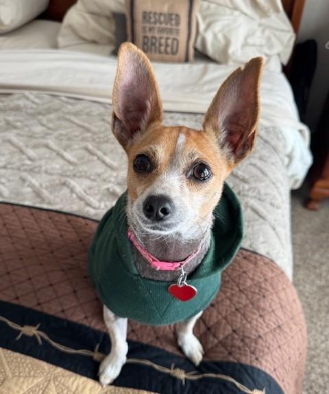 Enlarge Bunny, a Adoptable mixed breed in Dallas, TX image 1/5