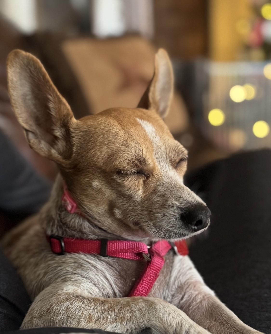 Enlarge Bunny, a Adoptable mixed breed in Dallas, TX image 2/5