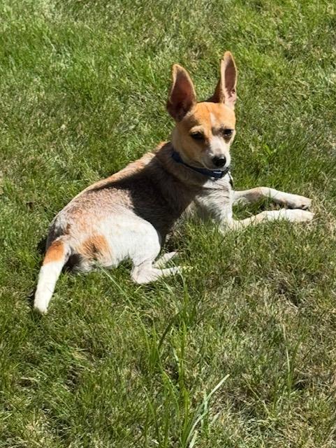 Enlarge Bunny, a Adoptable mixed breed in Dallas, TX image 3/3