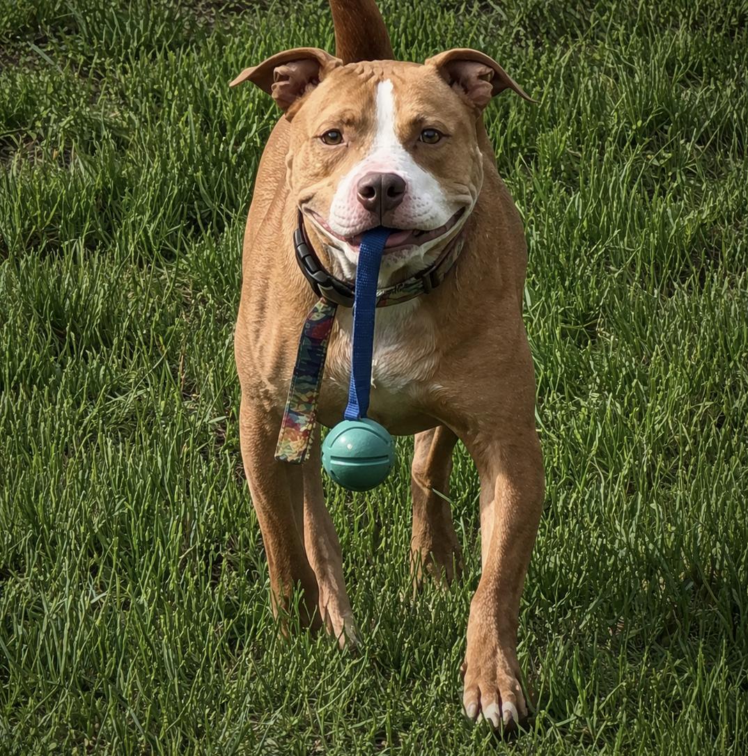 Momo, a ADOPTABLE mixed breed in Austin, TX image 3/4