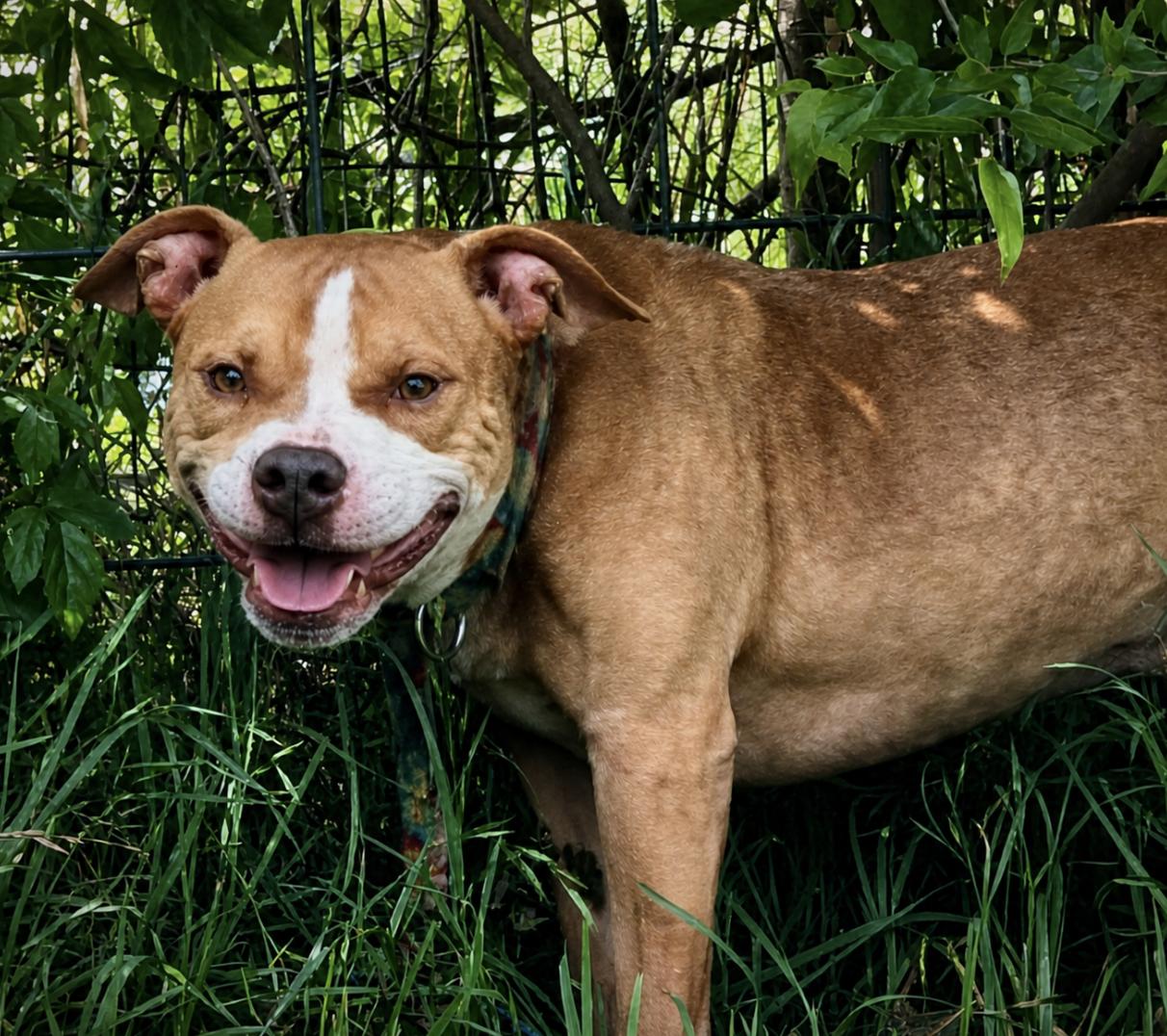 Momo, a ADOPTABLE mixed breed in Austin, TX image 2/4