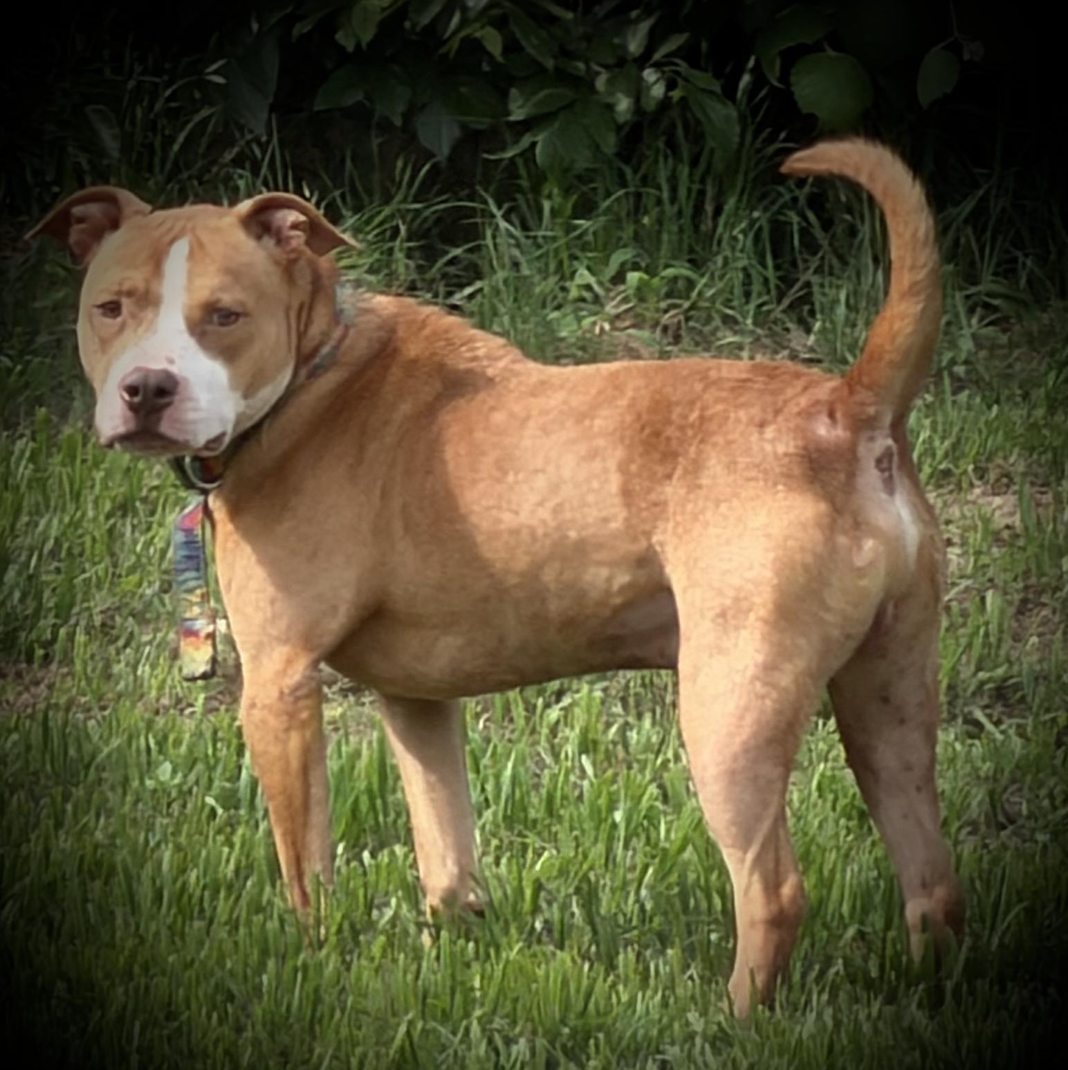 Enlarge Momo, a ADOPTABLE mixed breed in Austin, TX image 4/5