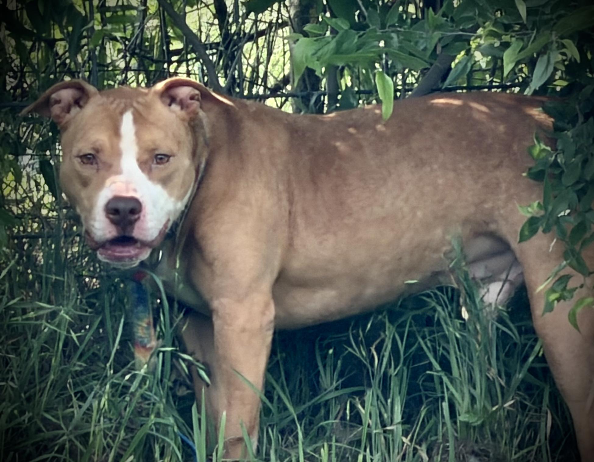 Enlarge Momo, a ADOPTABLE mixed breed in Austin, TX image 5/5