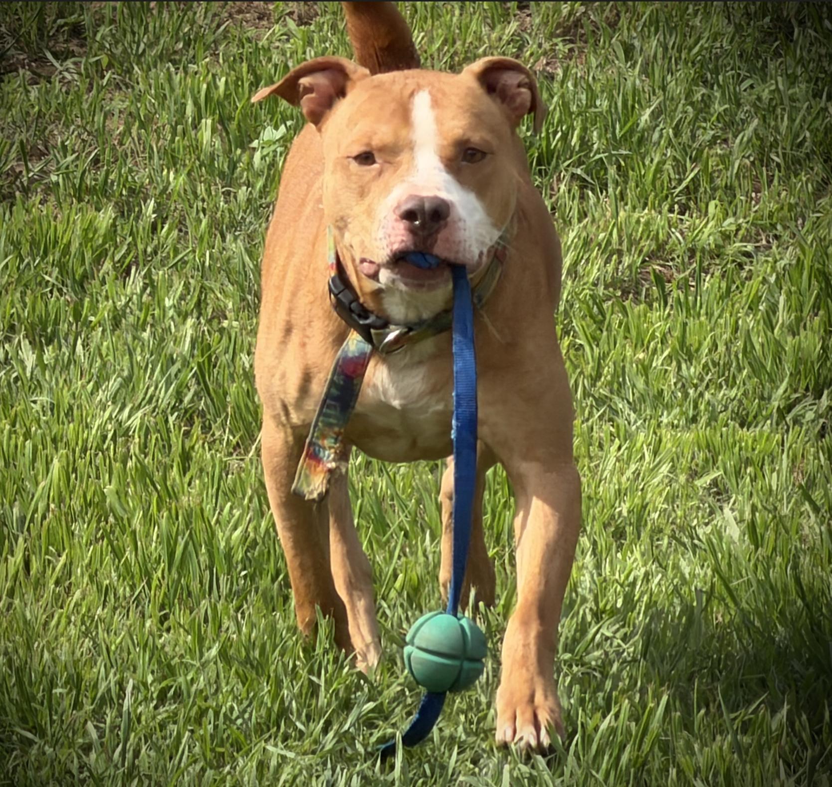 Enlarge Momo, a ADOPTABLE mixed breed in Austin, TX image 2/5