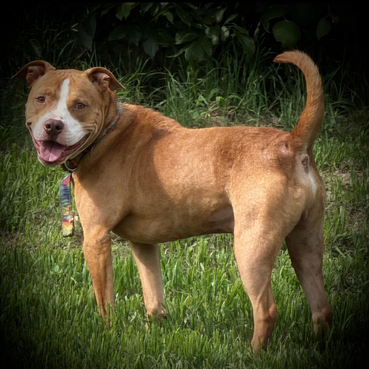 Momo, a ADOPTABLE mixed breed in Austin, TX image 4/4