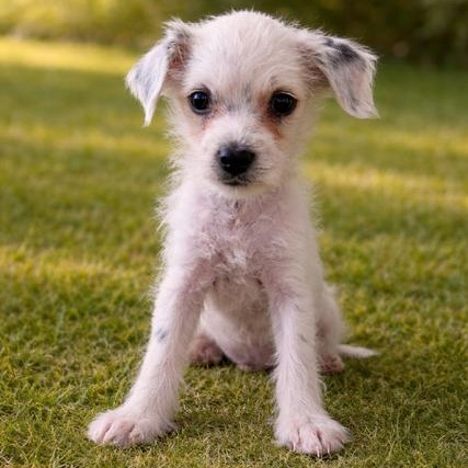 Enlarge Neo, a Adoptable mixed breed in Torrance, CA image 1/6