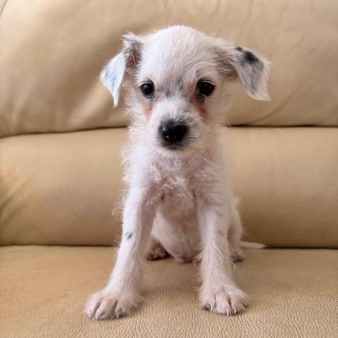 Neo, Adoptable, Puppy Male Terrier.