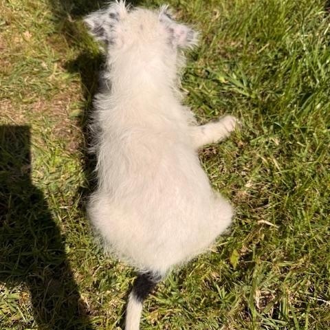 Enlarge Neo, a Adoptable mixed breed in Torrance, CA image 5/6