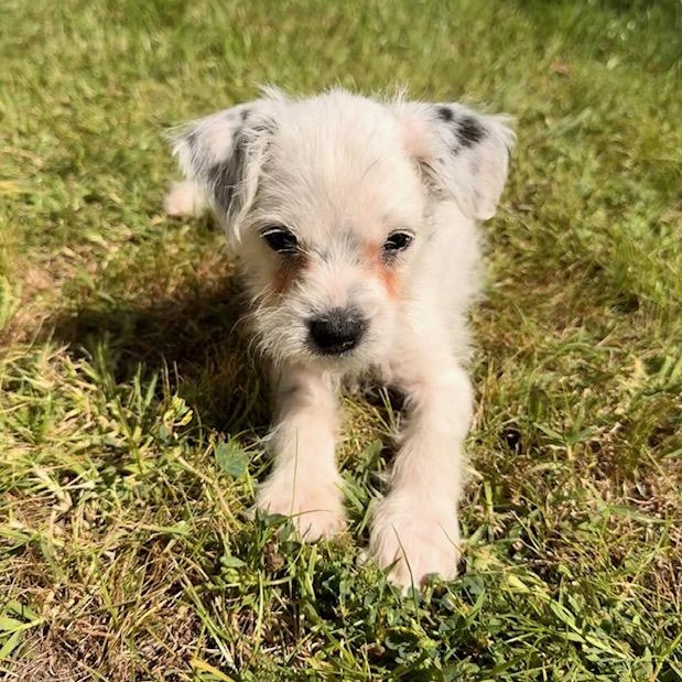 Enlarge Neo, a Adoptable mixed breed in Torrance, CA image 2/6