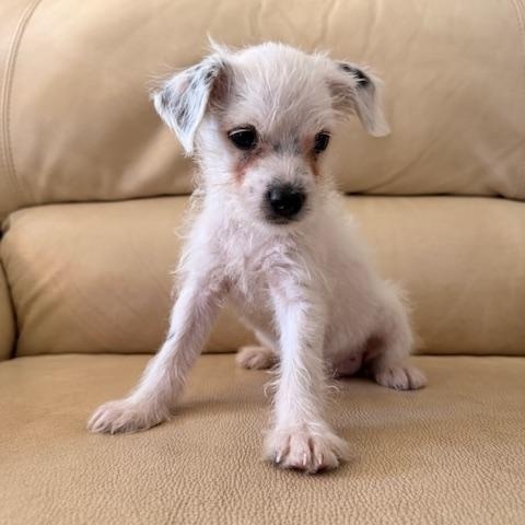 Enlarge Neo, a Adoptable mixed breed in Torrance, CA image 6/6