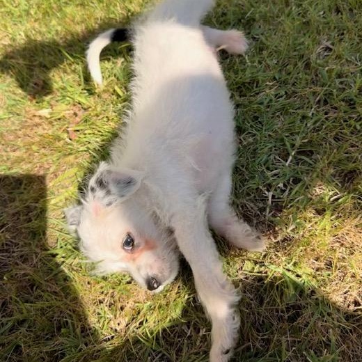 Enlarge Neo, a Adoptable mixed breed in Torrance, CA image 4/6