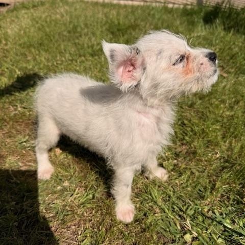 Enlarge Neo, a Adoptable mixed breed in Torrance, CA image 3/6