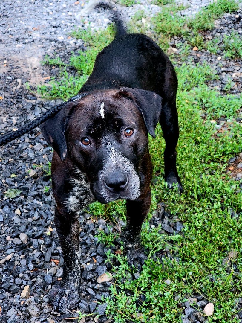 Enlarge SPENCER , a Adopted mixed breed in Keyser, WV image 1/5