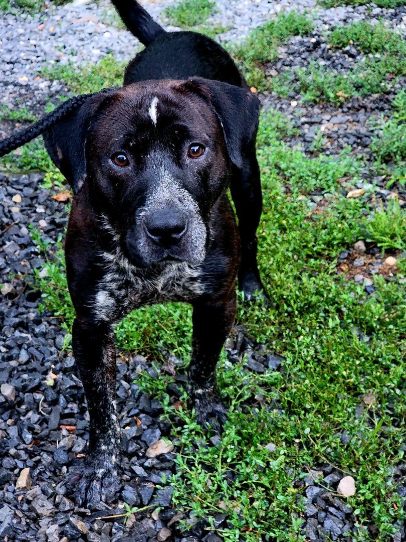 Enlarge SPENCER , a Adopted mixed breed in Keyser, WV image 2/5