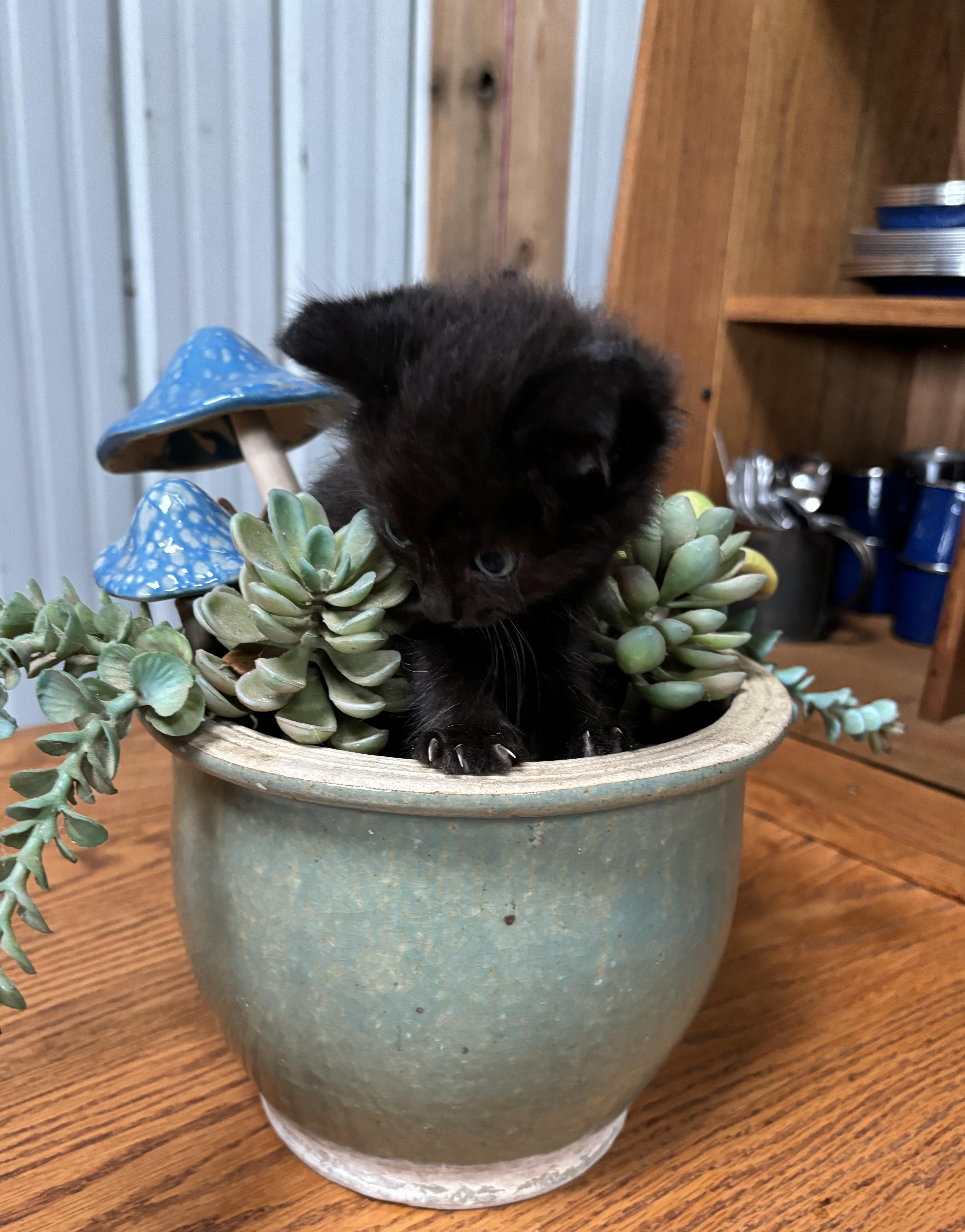 Enlarge Wilbur, a Adopted Domestic Long Hair in Hemingway, SC image 1/1