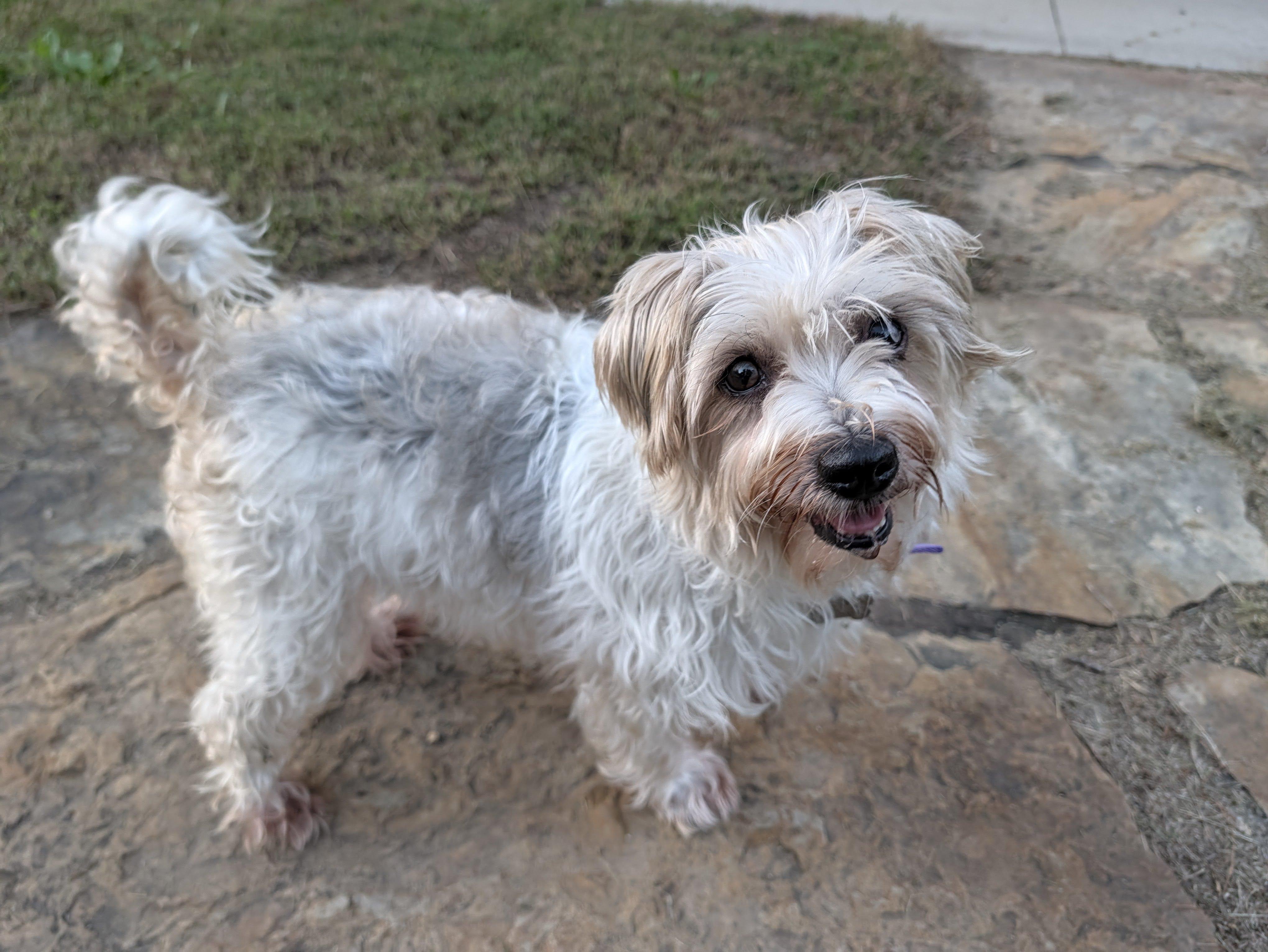 Wendy, Adoptable, Adult Female Maltese.