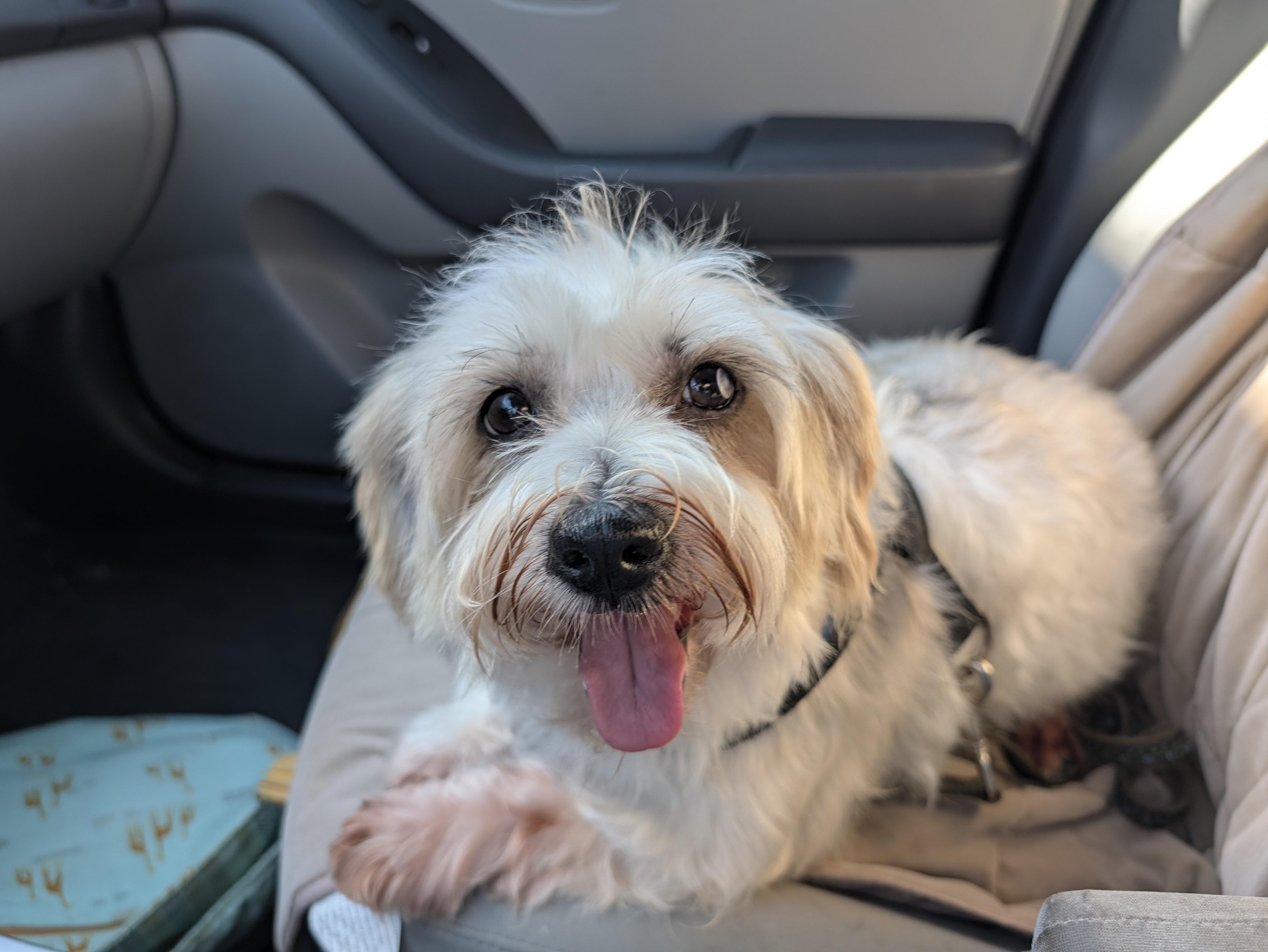Enlarge Wendy, a Adoptable mixed breed in Kansas City, MO image 3/5