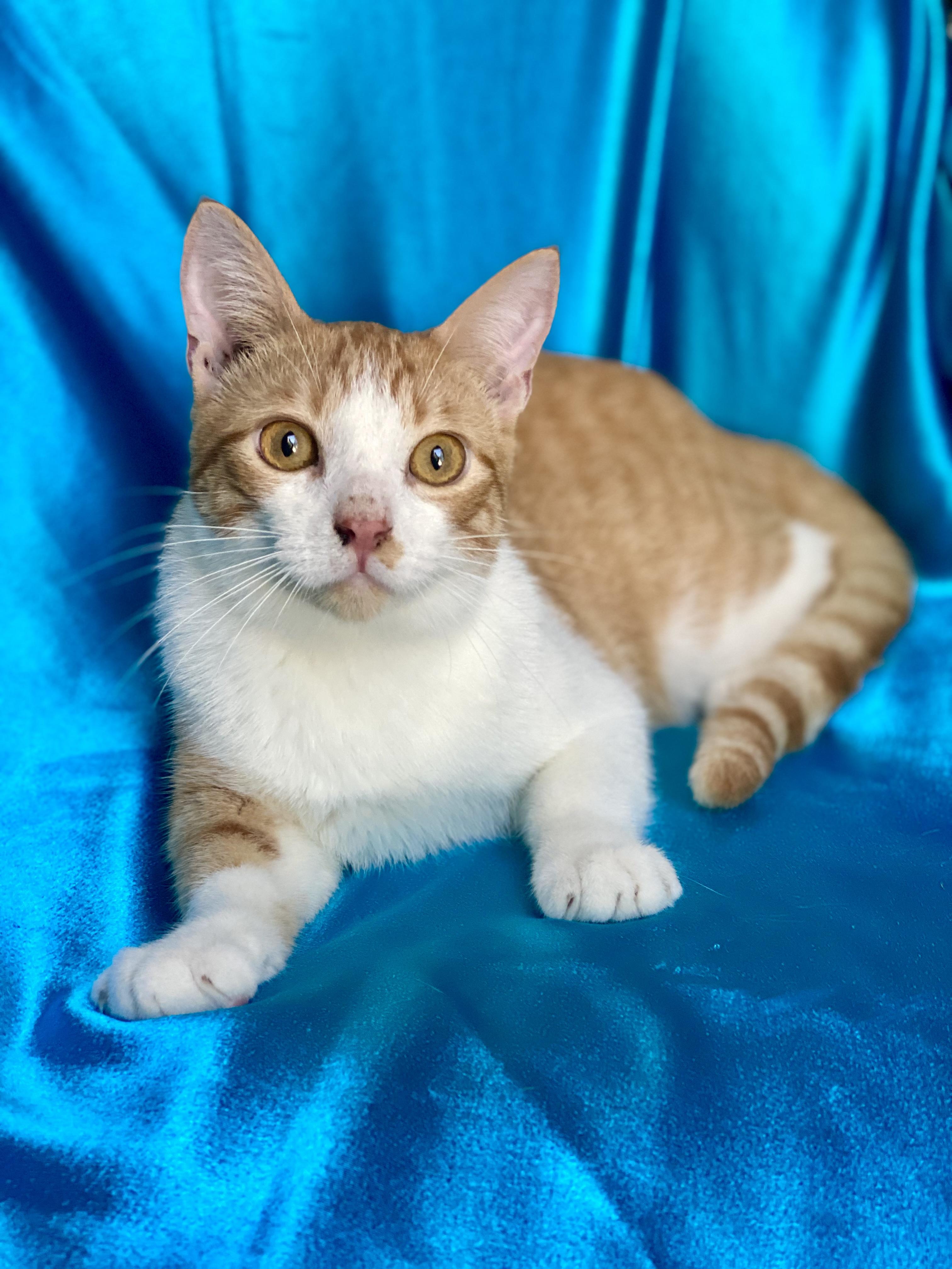 CHEEZIT, a Adoptable Tabby in Rowland Heights, CA image 2/2
