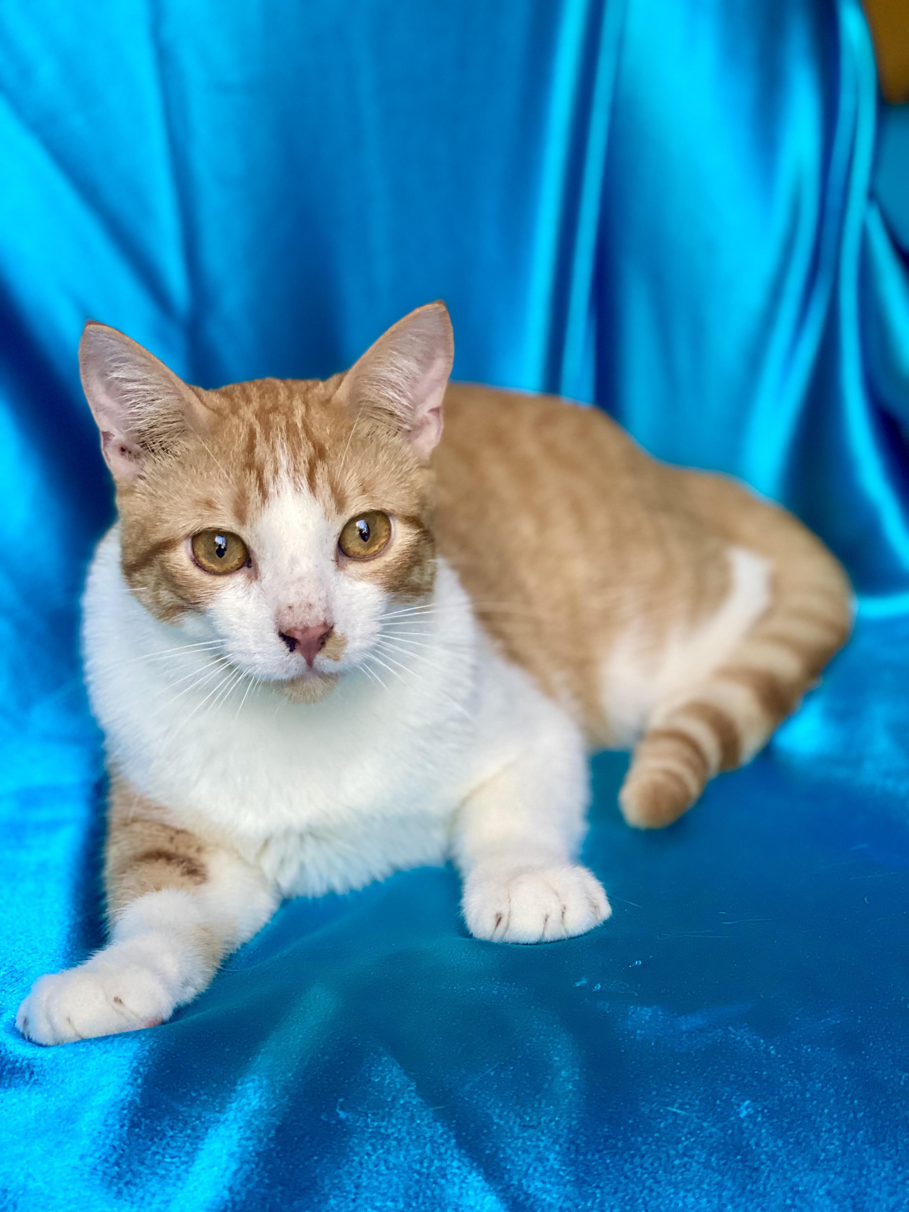 CHEEZIT, a Adoptable Tabby in Rowland Heights, CA image 1/2
