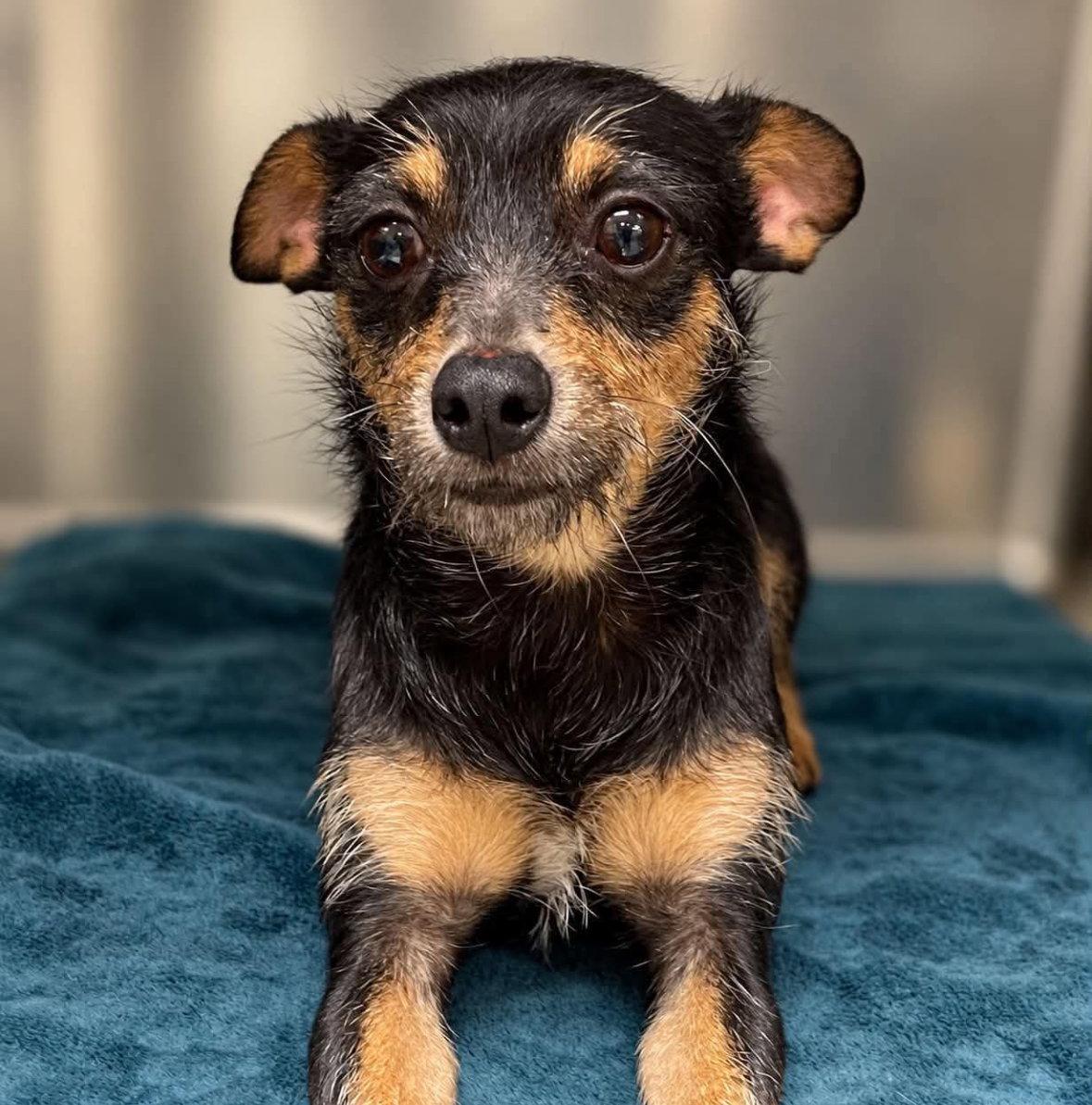 Radar - ADOPTION IN PROCESS, Adoptable, Young Male Miniature Pinscher & Chihuahua.
