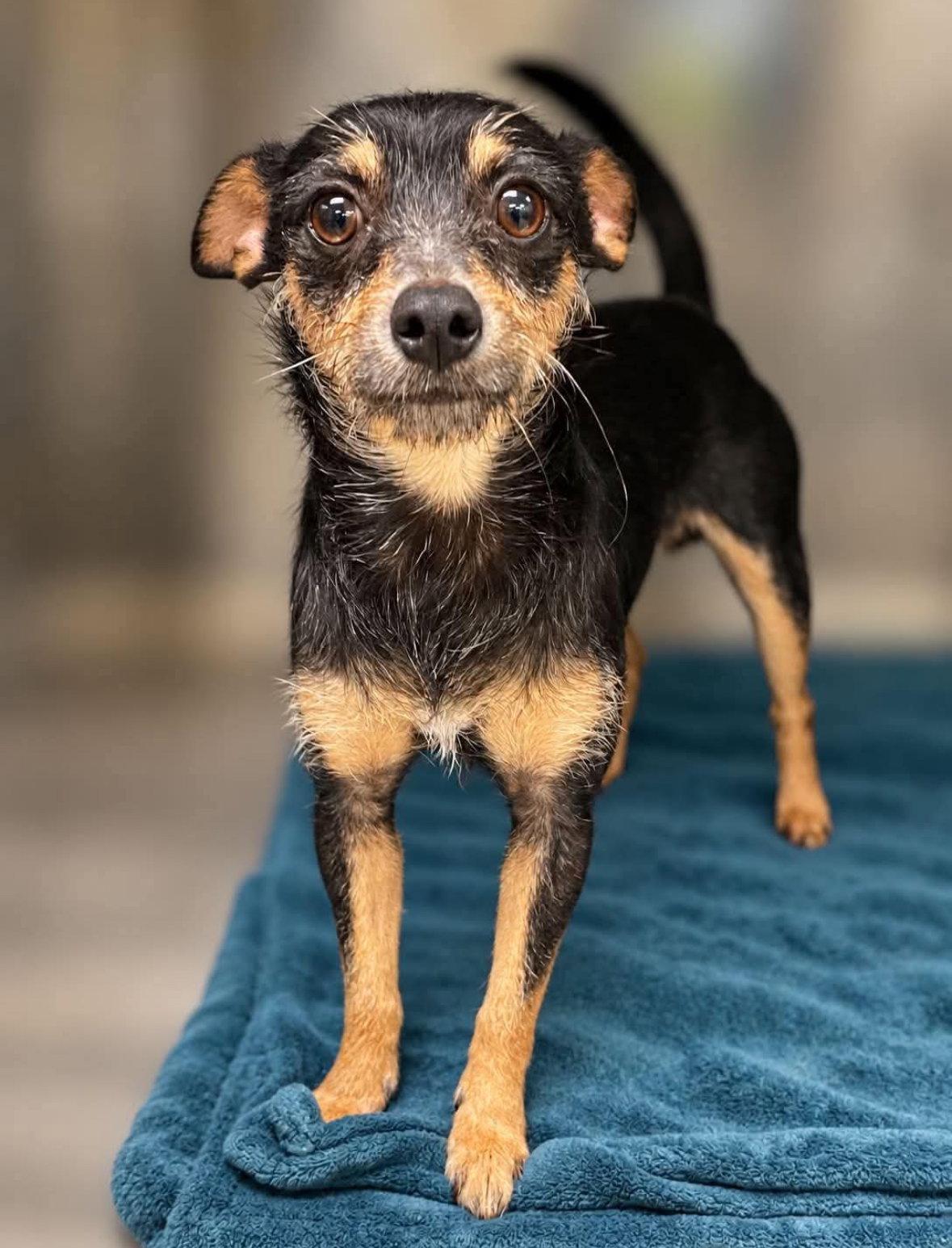 Enlarge Radar - ADOPTION IN PROCESS, a Adoptable mixed breed in Grafton, WI image 2/3