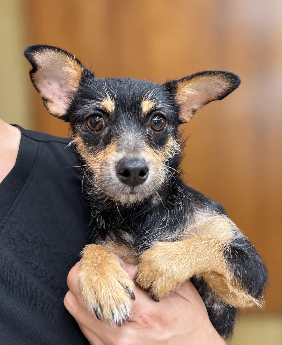Enlarge Radar - ADOPTION IN PROCESS, a Adoptable mixed breed in Grafton, WI image 3/3