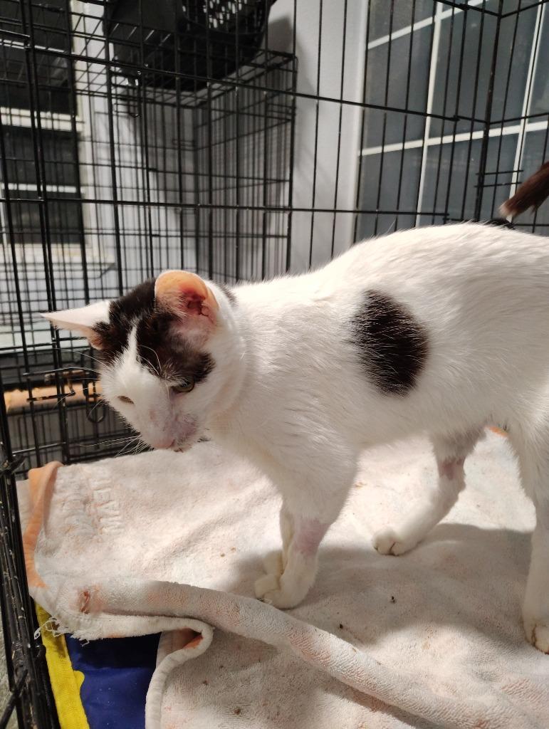 Grayson, Adoptable, Adult Male Domestic Short Hair.