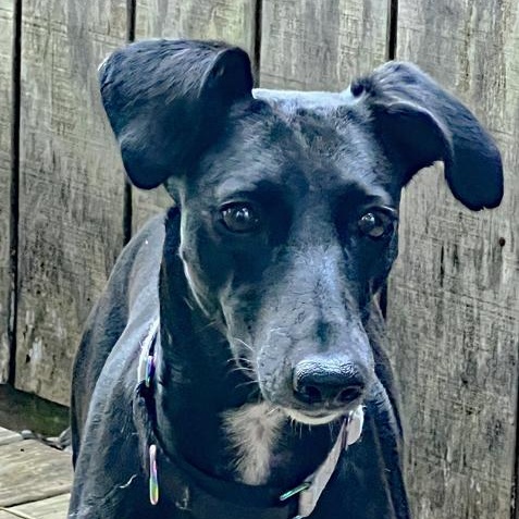 Enlarge Cielo, a Adoptable mixed breed in Oklahoma City, OK image 2/4