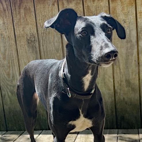 Enlarge Cielo, a Adoptable mixed breed in Oklahoma City, OK image 4/4