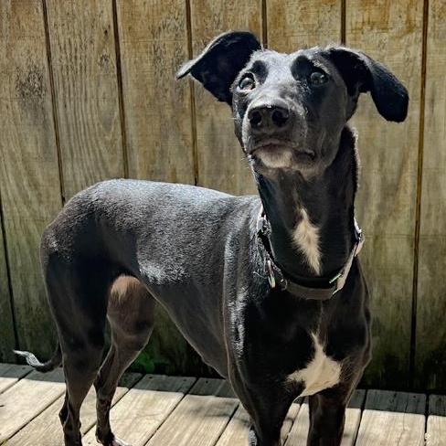 Enlarge Cielo, a Adoptable mixed breed in Oklahoma City, OK image 3/4