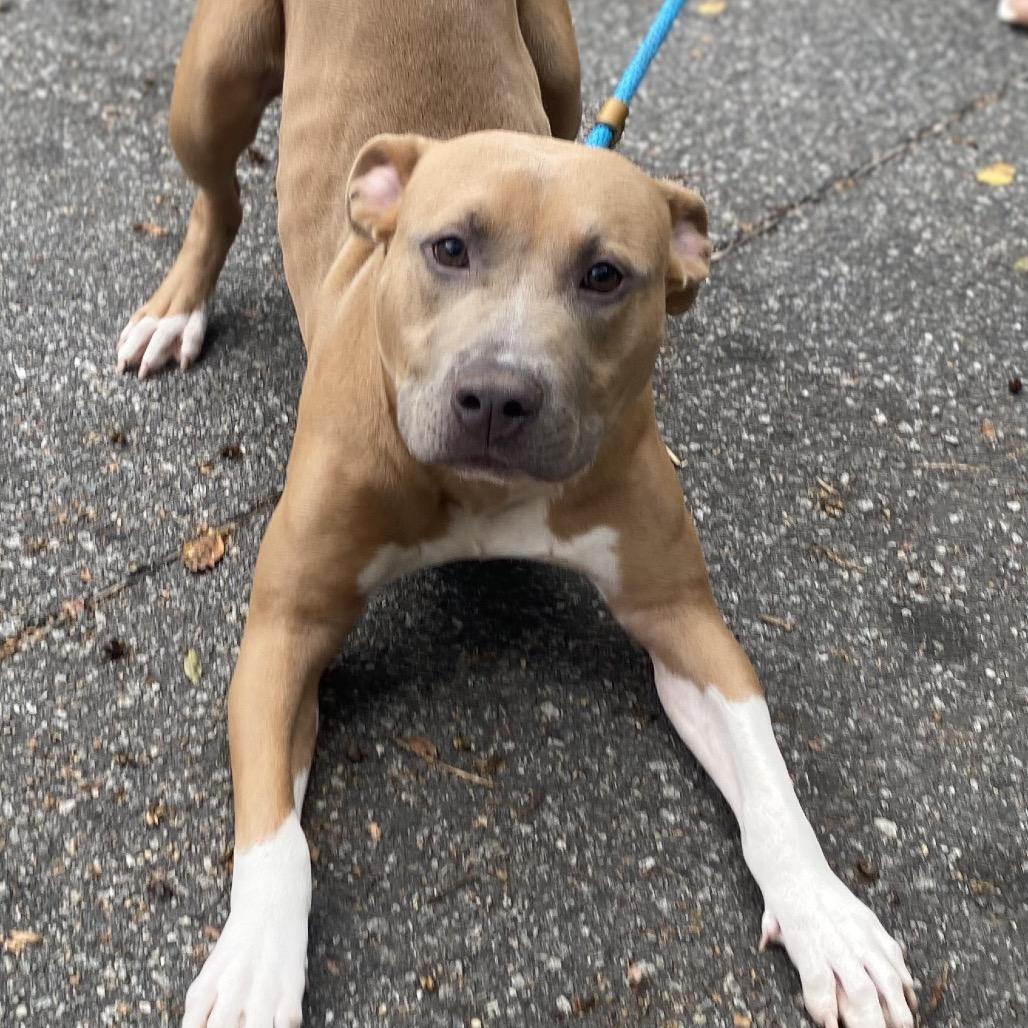 Frankenpup 6889 — thumbnail 2