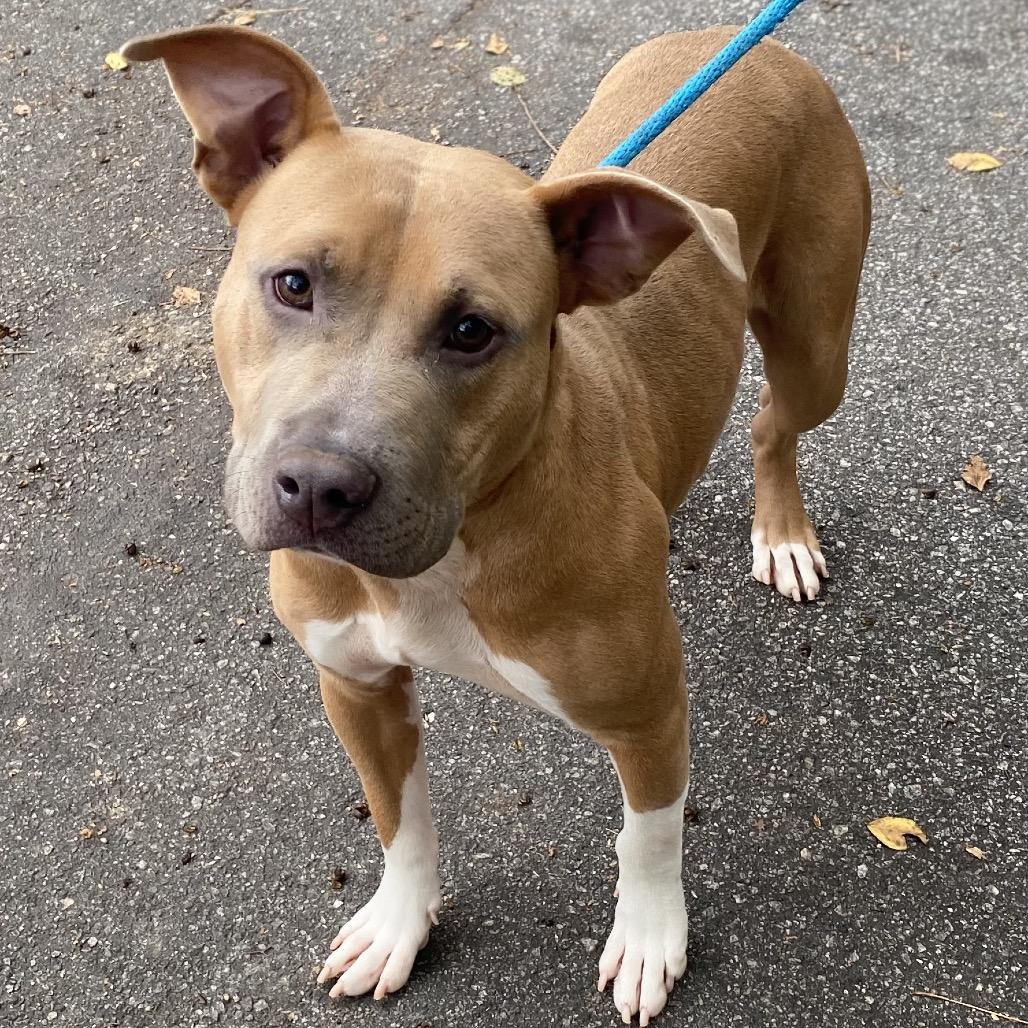 Frankenpup 6889 — thumbnail 3