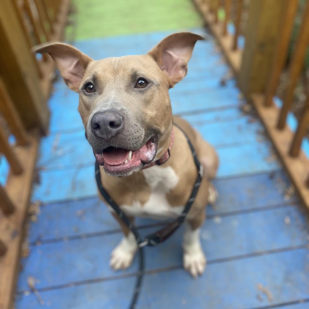 Frankenpup 6889 — thumbnail 4