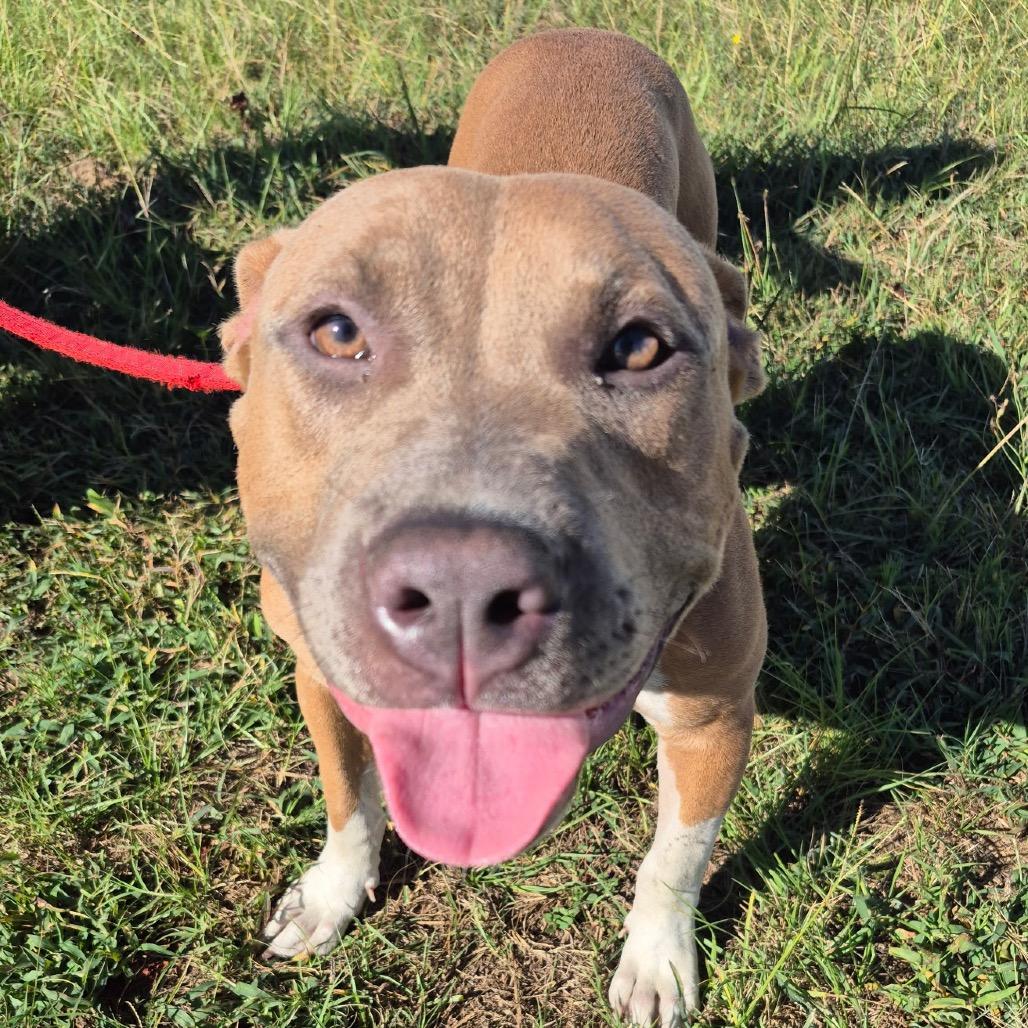 Frankenpup 6889 — thumbnail 5