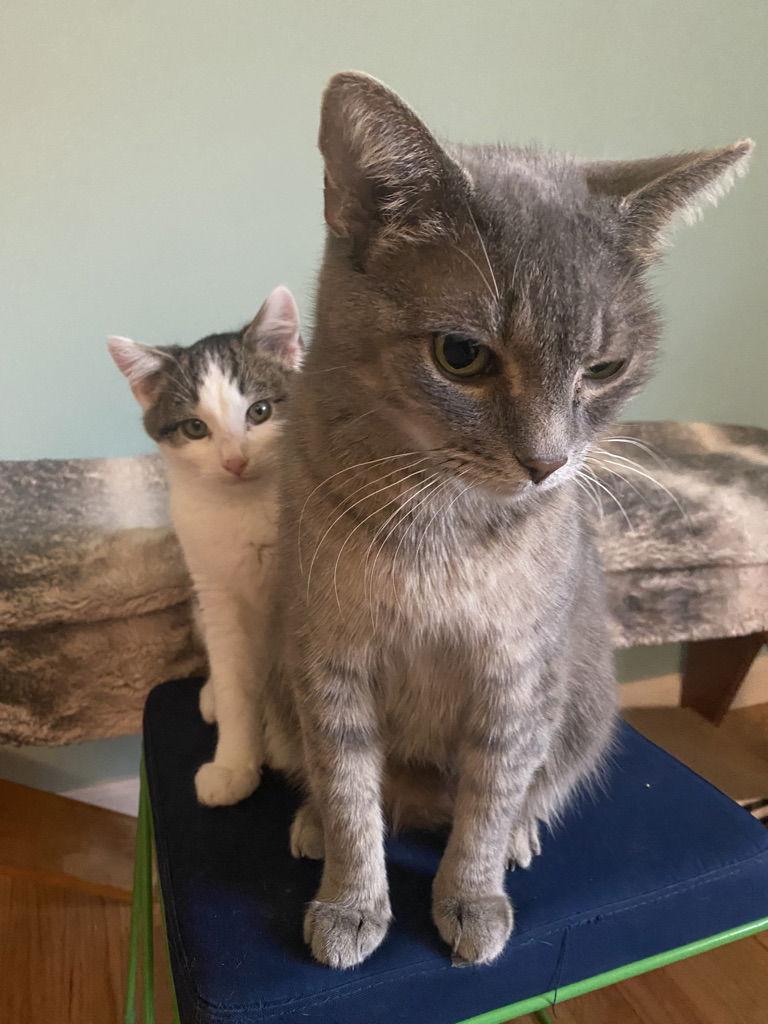 Mama Mo, Adoptable, Adult Female American Shorthair.