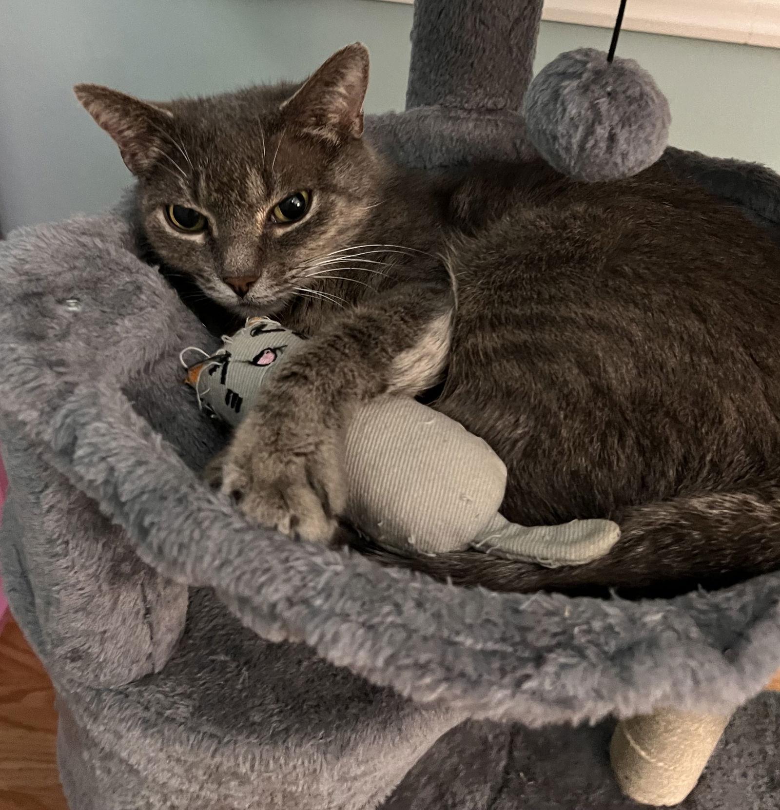 Mama Mo, Adoptable, Adult Female American Shorthair.