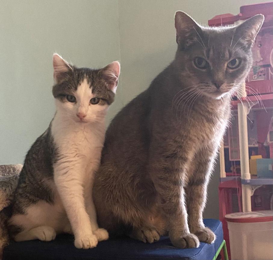 Mama Mo, a Adoptable American Shorthair in O'Fallon, MO image 3/3