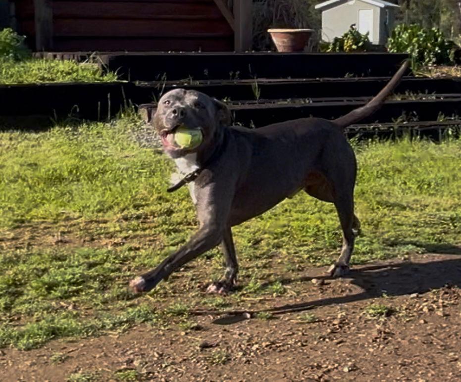 Pikachu (Courtesy Post), a Adopted Pit Bull Terrier in Davis, CA image 1/3