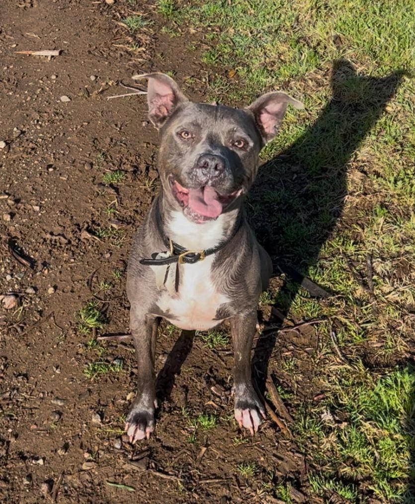 Pikachu (Courtesy Post), a Adoptable mixed breed in Davis, CA image 2/3