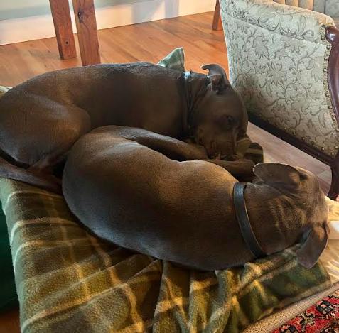 Pikachu (Courtesy Post), a Adoptable mixed breed in Davis, CA image 3/3