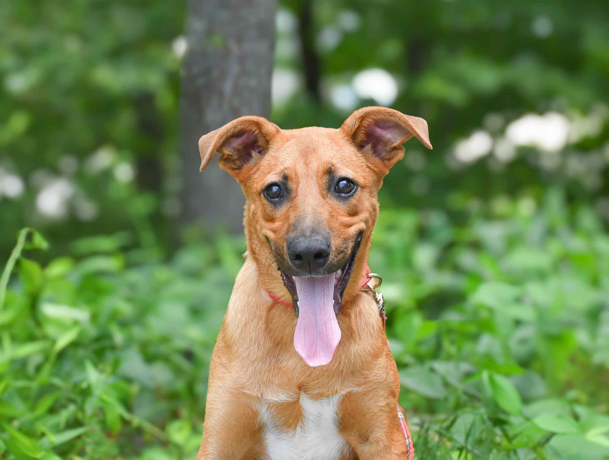 Katie in NH! Come Meet our Adoptable Dogs Wednesday-Saturday. More info in Bio!