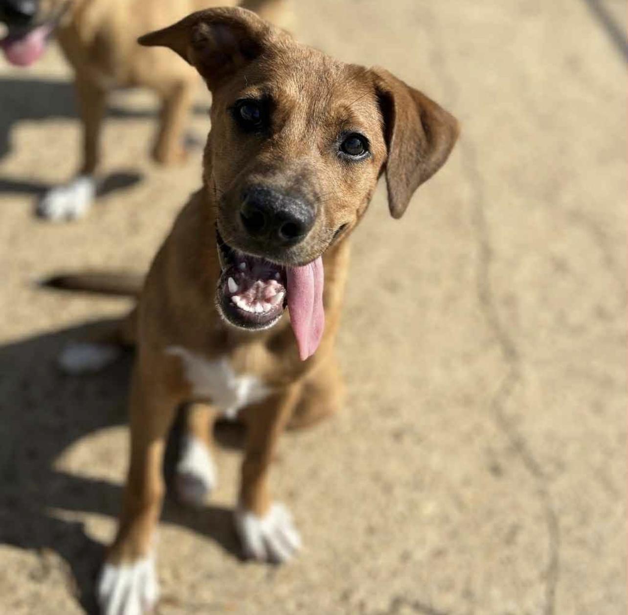 Katie in NH! Come Meet our Adoptable Dogs Wednesday-Saturday. More info in Bio!