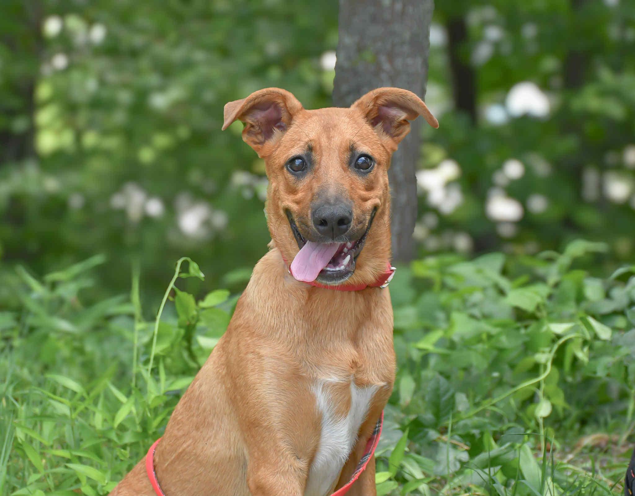 Katie in NH! Come Meet our Adoptable Dogs Wednesday-Saturday. More info in Bio!