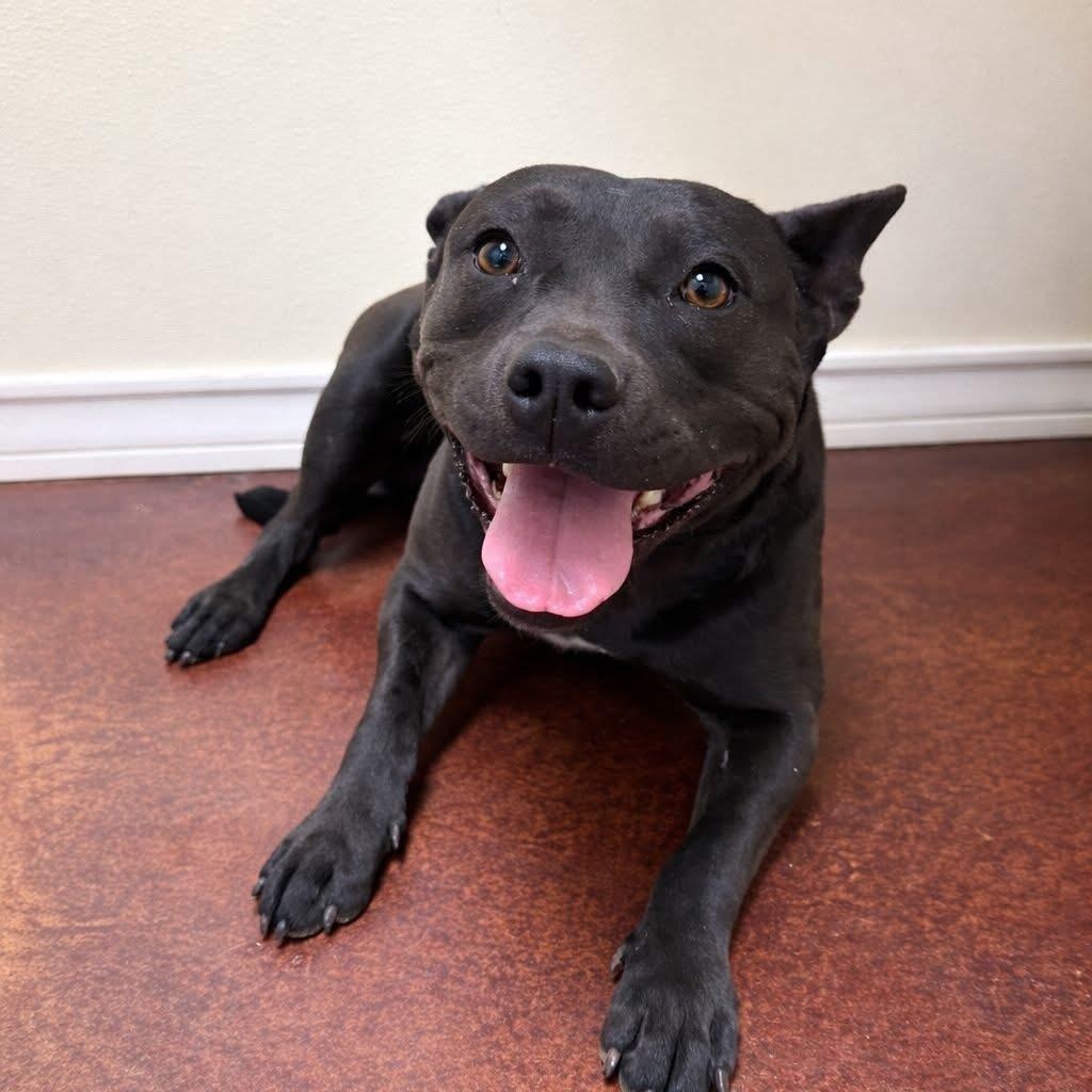 Lola, adopted, Young Female American Staffordshire Terrier.