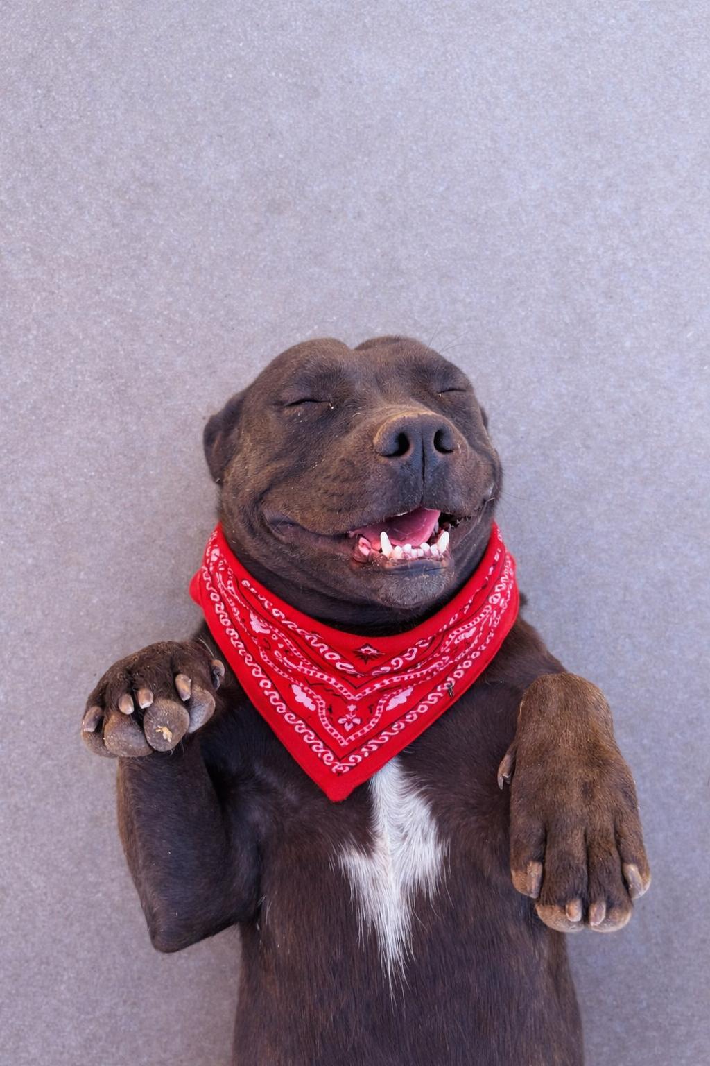Lola, an adopted American Staffordshire Terrier in Ferndale, WA image 2/3