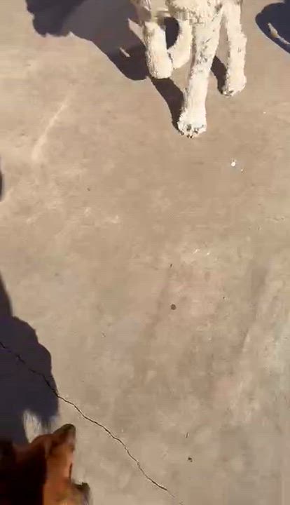 Enlarge Lola, an adopted American Staffordshire Terrier in Ferndale, WA video 3/3