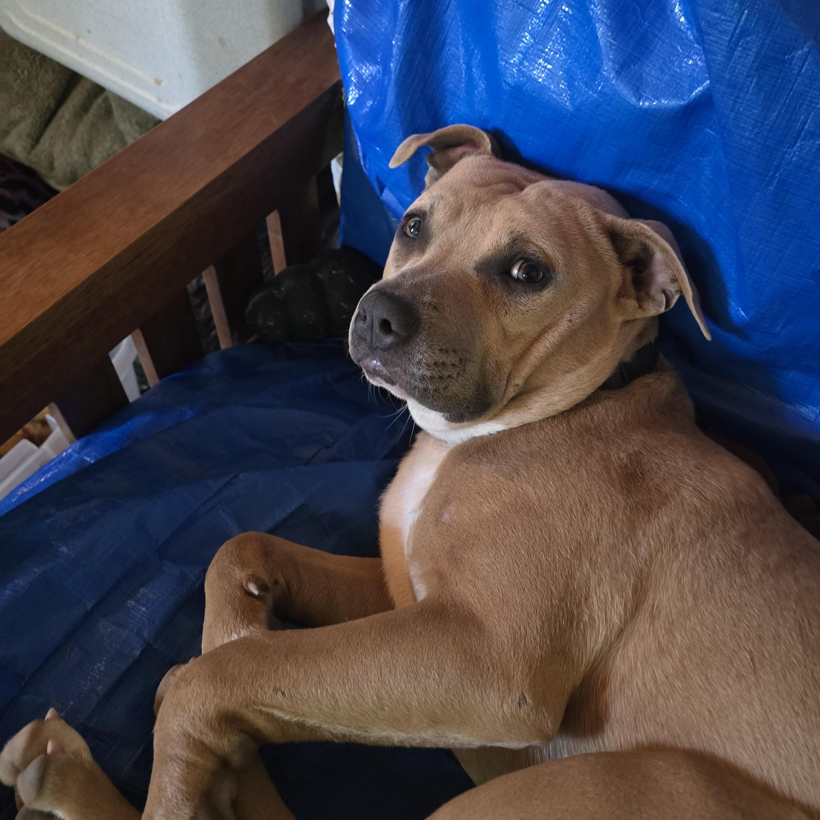 Enlarge Max, a Adoptable Staffordshire Bull Terrier in Bristol, VT image 1/3