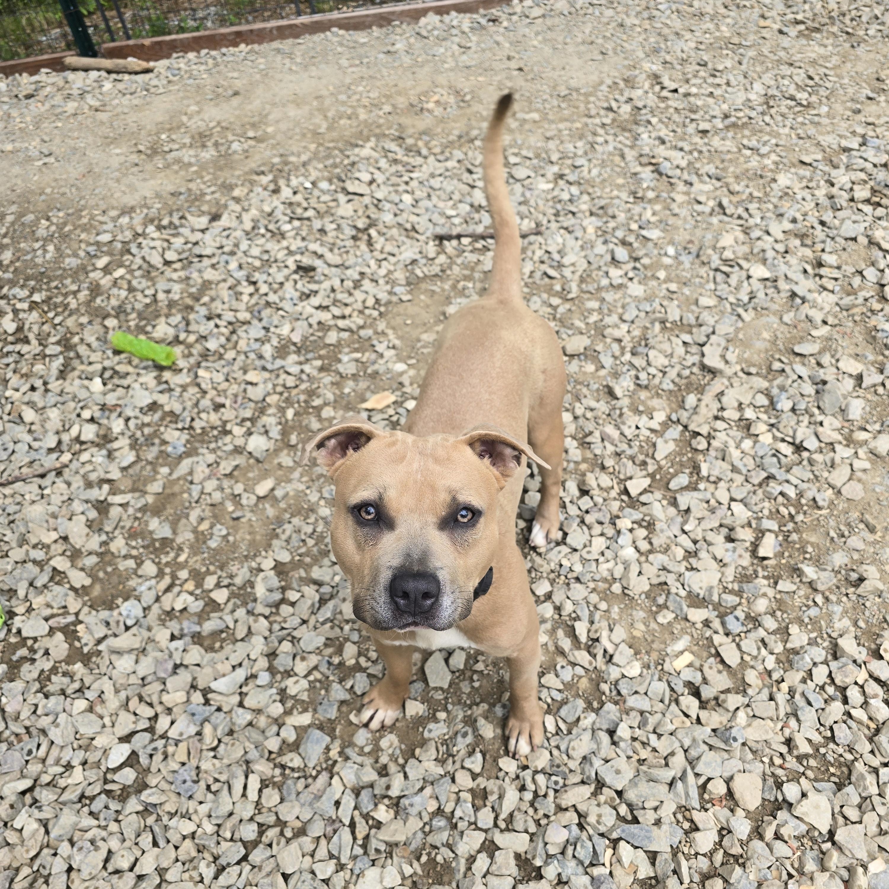 Enlarge Max, a Adoptable Staffordshire Bull Terrier in Bristol, VT image 2/3