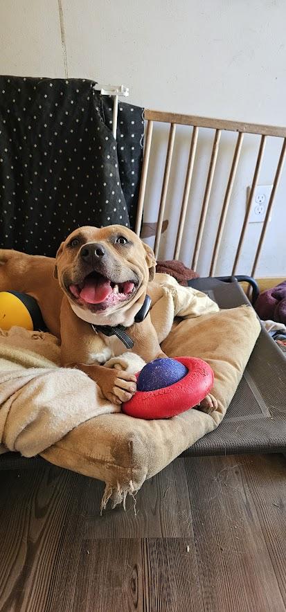 Enlarge Max, a Adoptable Staffordshire Bull Terrier in Bristol, VT image 1/6
