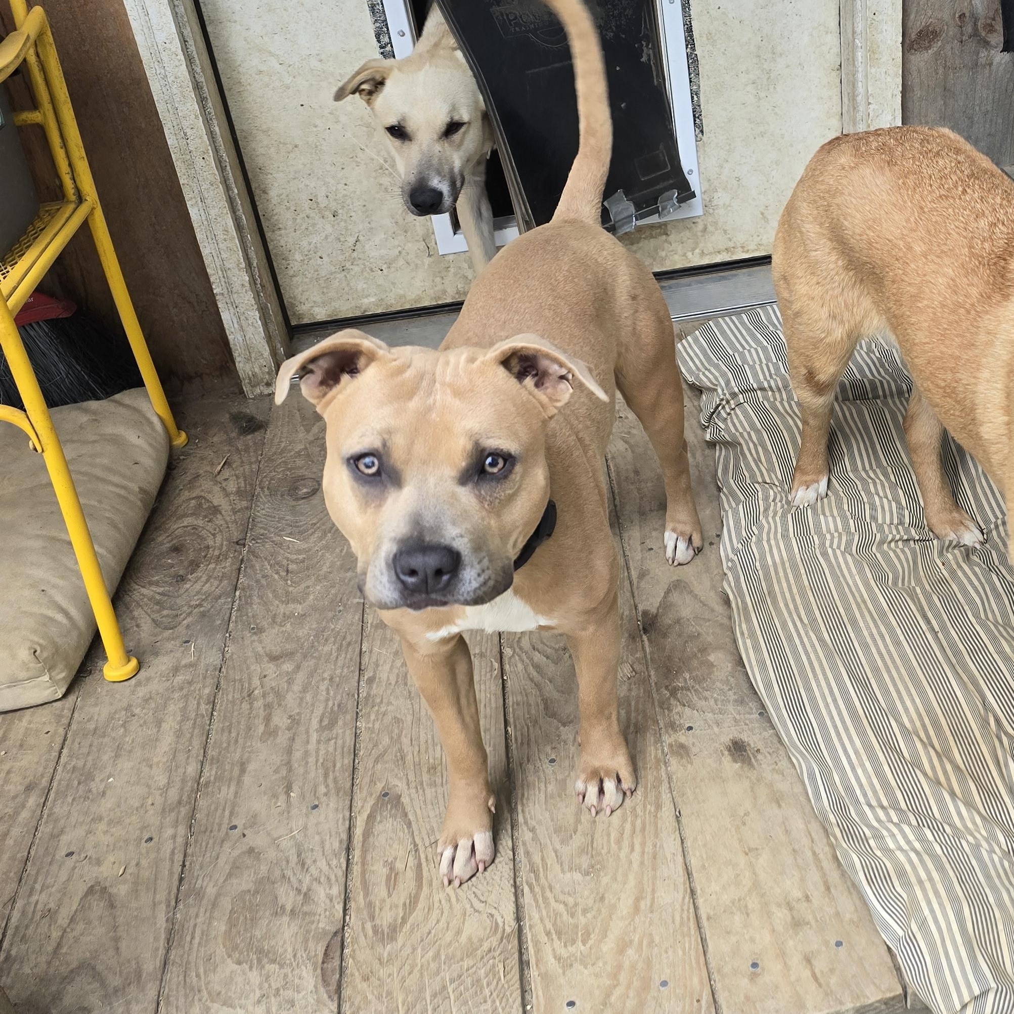 Max, an adoptable Pit Bull Terrier, Labrador Retriever in Bristol, VT, 05443 | Photo Image 3